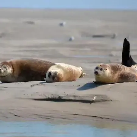 Escale Oceania En Baie De Somme A Ault, 50m De La Apartment